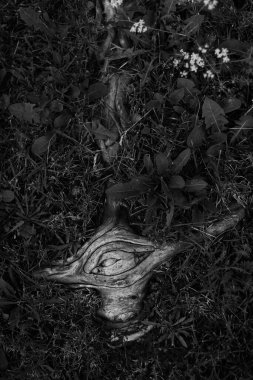 Eski ve eski bir ağacın siyah beyaz kökleri