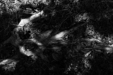 Eski ve eski bir ağacın siyah beyaz kökleri