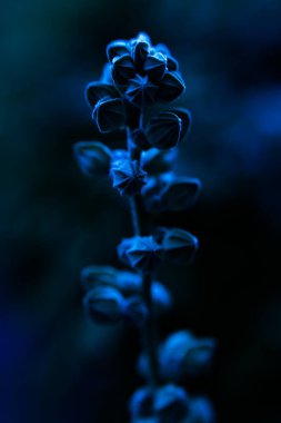 Yumuşak odaklı soyut mavi bitki arkaplanı