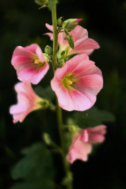 Pembe çiçekler ve yeşil yapraklar, yaz çiçeklerinin makro fotoğrafları, yumuşak odak