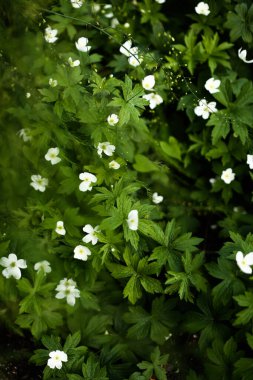 Koyu arkaplanda beyaz çiçekler, yumuşak kamera odaklı yaz kasvetli sebze arka planı