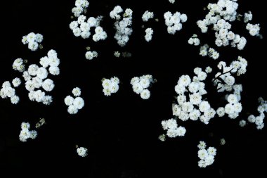 Yaz arkaplanı, yumuşak odaklanma. Bahçedeki beyaz çingene çiçekleri