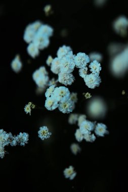 Yaz arkaplanı, yumuşak odaklanma. Bahçedeki beyaz çingene çiçekleri