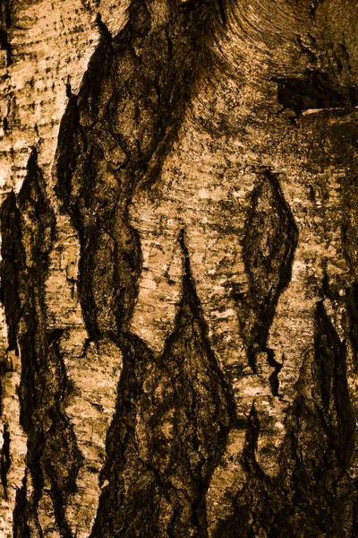 木の表面の質感を閉じる 樹皮と苔 パターン — ストック写真