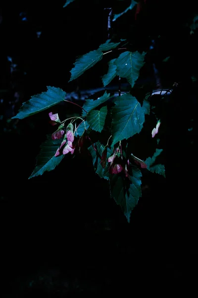 Pink Flowers Green Leaves Macro Photography Summer Flowers Soft Focus — Stock Photo, Image