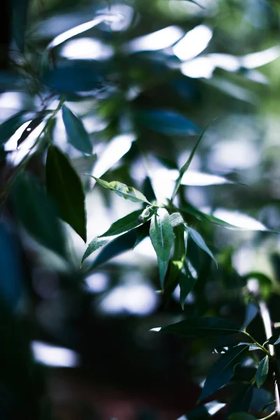 緑の植物の背景焦点が合っていない植物のマクロ写真ソフトフォーカス — ストック写真