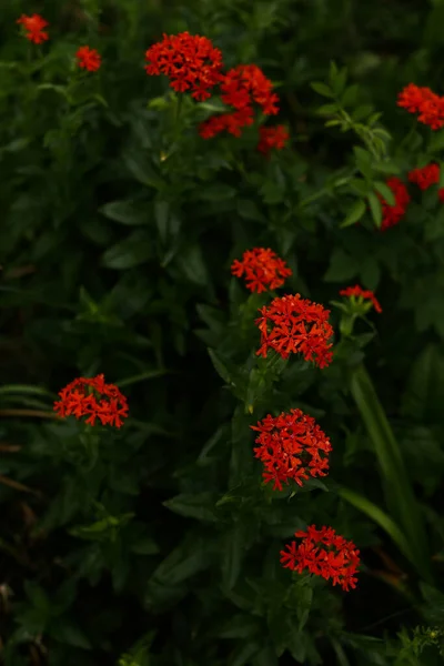 Patrón Floral Verano Plantas Rojas Fondo Enfoque Suave — Foto de Stock