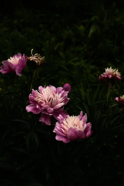 Różowe Kwiaty Zielone Liście Makro Fotografia Letnich Kwiatów Delikatny Fokus — Zdjęcie stockowe