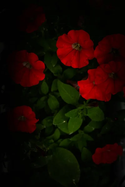 Kırmızı Bitkilerin Yaz Çiçekleri Yumuşak Odak Arkaplanı — Stok fotoğraf