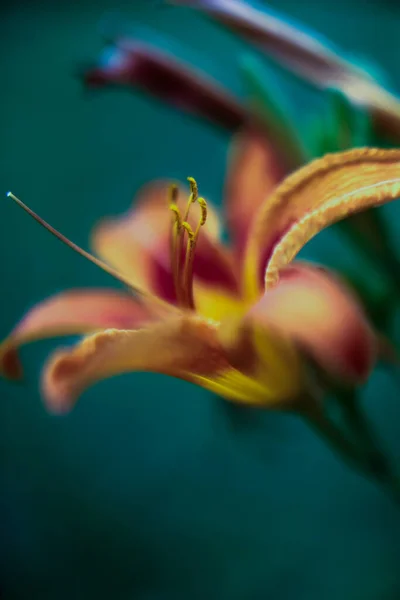 Macrophotography Orange Tiger Lily Soft Focus — Stock Photo, Image