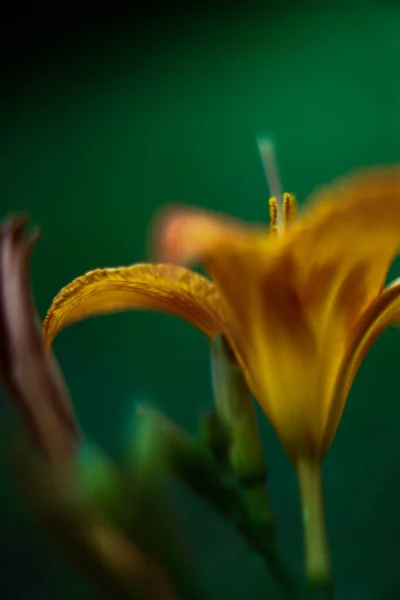 Macrofotografía Lirio Tigre Naranja Enfoque Suave — Foto de Stock