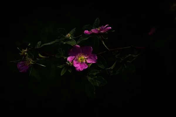 Flores Color Rosa Hojas Verdes Macrofotografía Flores Verano Enfoque Suave — Foto de Stock