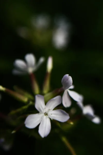 Koyu Arkaplanda Beyaz Çiçekler Yumuşak Kamera Odaklı Yaz Kasvetli Sebze — Stok fotoğraf