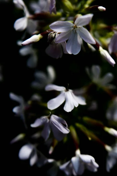 暗い背景に白い花夏の暗い野菜の背景と柔らかいカメラの焦点 — ストック写真