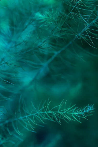 Abstrato Azul Natural Planta Fundo Com Foco Suave — Fotografia de Stock
