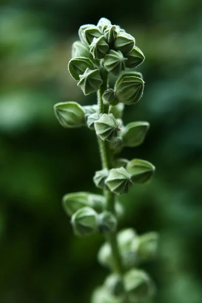 Nieostre Zielone Tło Rośliny Nieostre Ujęcia Makro Roślin Miękka Ostrość — Zdjęcie stockowe