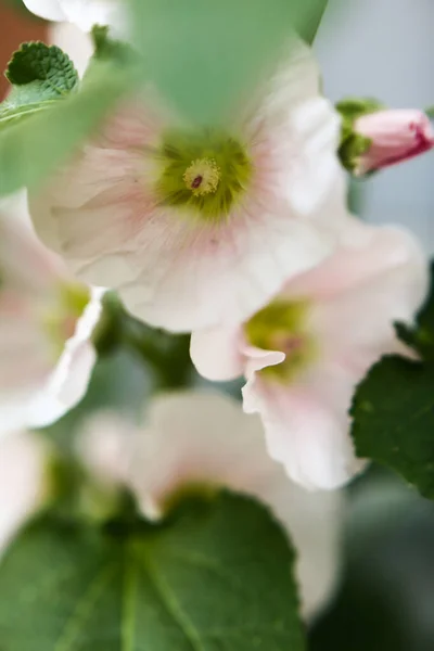 Flores Rosa Folhas Verdes Macrofotografia Flores Verão Foco Suave — Fotografia de Stock