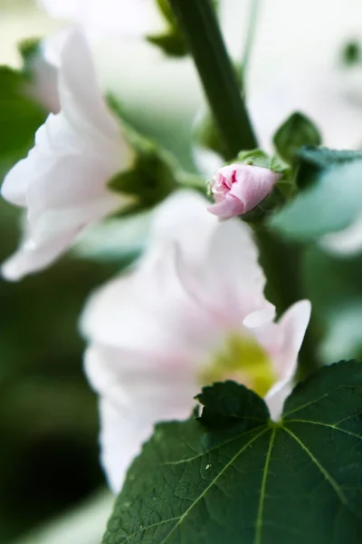 Rózsaszín Virágok Zöld Levelek Makro Fotózás Nyári Virágok Lágy Fókusz — Stock Fotó