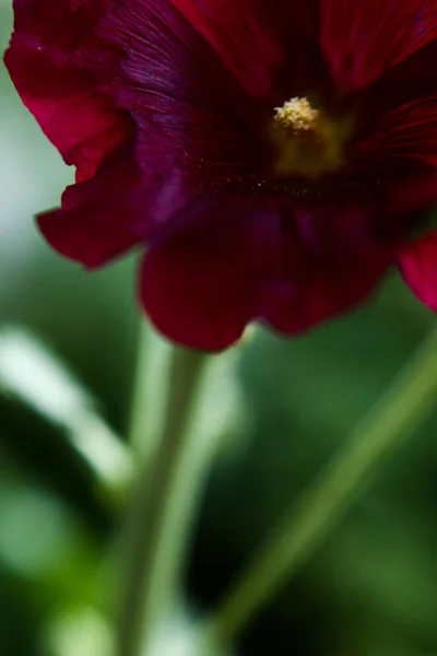 赤い植物の夏の花のパターンソフトフォーカスの背景 — ストック写真