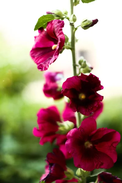 Nyári Virágos Minta Vörös Növények Lágy Fókusz Háttér — Stock Fotó