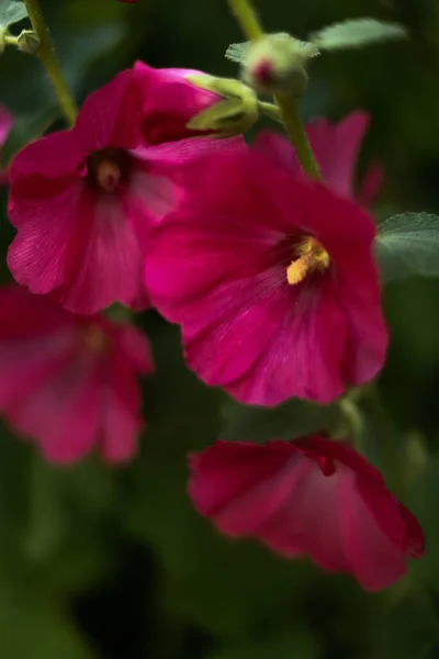 Καλοκαίρι Floral Μοτίβο Των Κόκκινων Φυτών Μαλακό Φόντο Εστίαση — Φωτογραφία Αρχείου