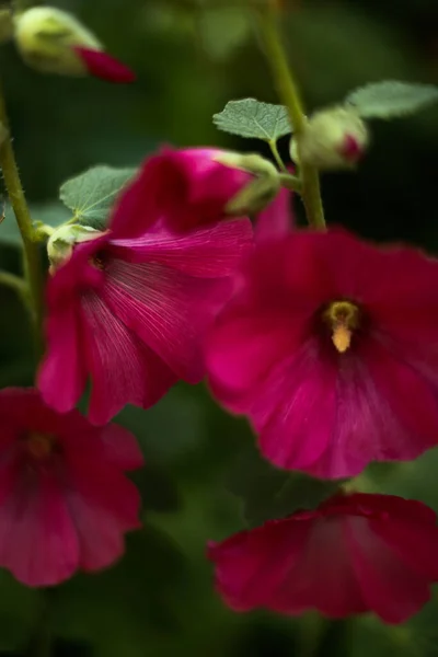 Verão Padrão Floral Plantas Vermelhas Fundo Foco Suave — Fotografia de Stock