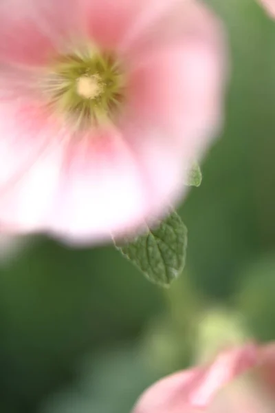 Pembe Çiçekler Yeşil Yapraklar Yaz Çiçeklerinin Makro Fotoğrafları Yumuşak Odak — Stok fotoğraf