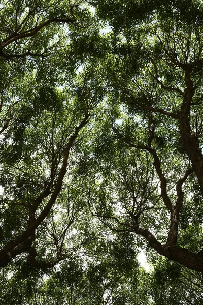 木の枝夏の背景トップビュー — ストック写真