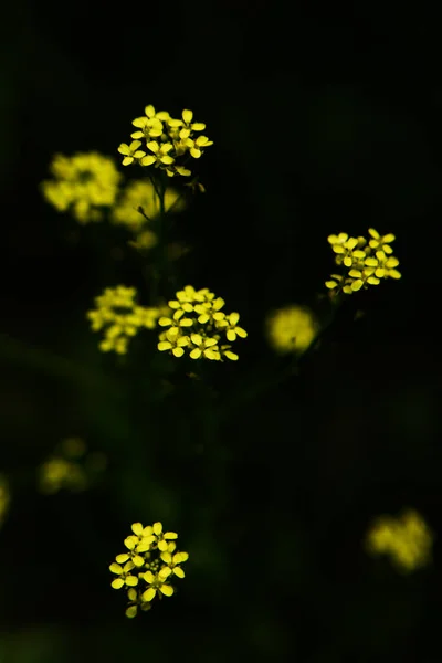 Małe Żółte Kwiaty Ogrodzie Kolorowe Letnie Zdjęcia Rośliny Miękkiej Ostrości — Zdjęcie stockowe
