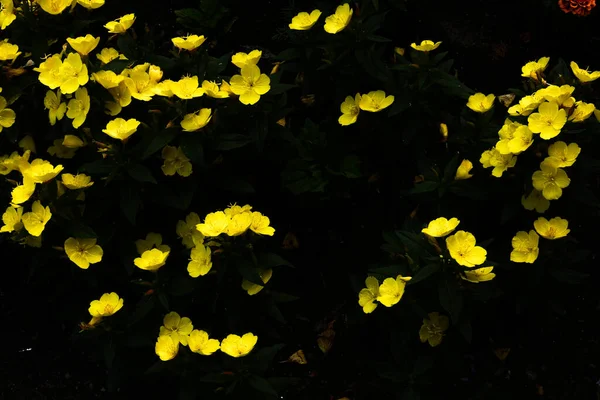 Piccoli Fiori Gialli Giardino Fotografia Estiva Colori Piante Fuoco Morbido — Foto Stock