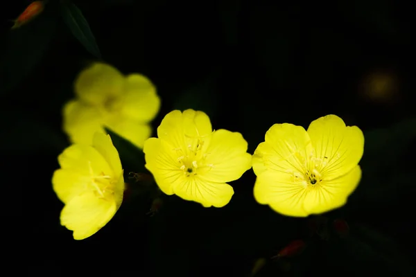 花园里的小黄花 彩色夏季摄影 软聚焦点植物 — 图库照片