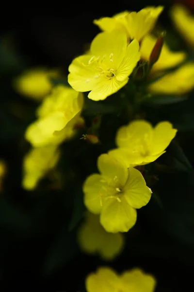 Small Yellow Flowers Garden Color Summer Photography Plants Soft Focus — Stock Photo, Image