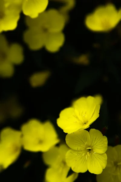 Małe Żółte Kwiaty Ogrodzie Kolorowe Letnie Zdjęcia Rośliny Miękkiej Ostrości — Zdjęcie stockowe