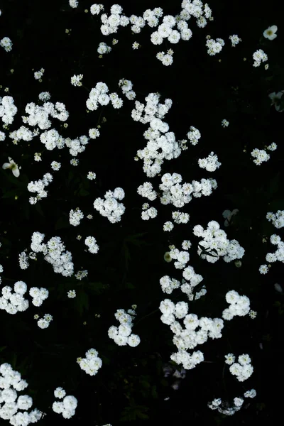 Fond Été Mise Point Douce Fleurs Blanches Gypsophila Dans Jardin — Photo