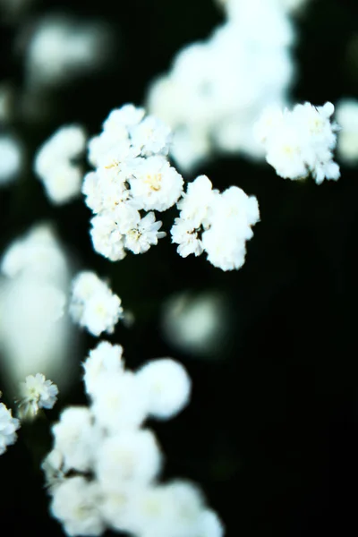 夏の背景ソフトフォーカス 庭の白いジプシーの花 — ストック写真