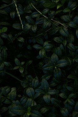 soyut koyu yeşil bitki arkaplanı, bulanık arkaplan yumuşak odak, metin için yer