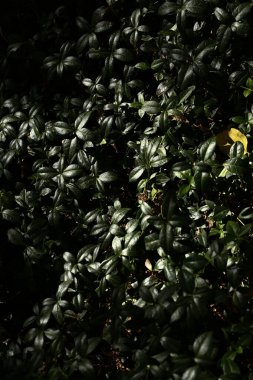 Yeşil yaprak dokusu. Doğal yaz geçmişi. Karşıtlık deseni