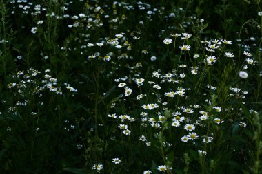 Siyah sebze arka planında beyaz yaz çiçekleri, yumuşak odak ve metin için bir yer