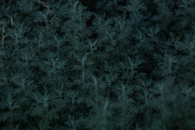 soyut koyu yeşil bitki arkaplanı, bulanık arkaplan yumuşak odak, metin için yer