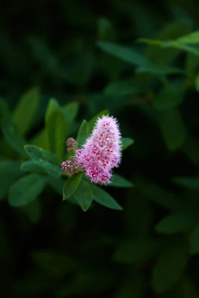 Delicate Roze Tuinbloemen Wazig Abstracte Zachte Focus — Stockfoto