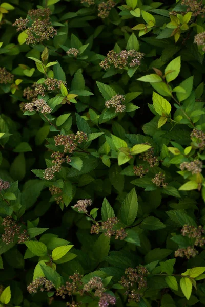 抽象的な濃い緑の植物の背景ファジィ背景ソフトフォーカステキストのための場所 — ストック写真