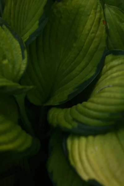 Elvont Sötét Zöld Növény Háttér Bolyhos Háttér Puha Fókusz Hely — Stock Fotó