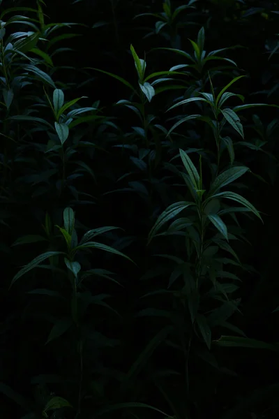抽象的な濃い緑の植物の背景ファジィ背景ソフトフォーカステキストのための場所 — ストック写真