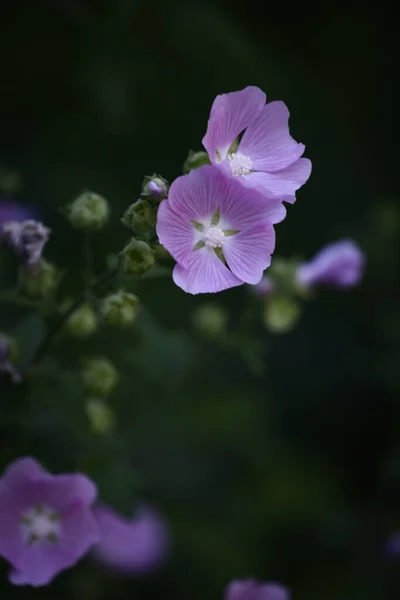 Narin Pembe Bahçe Çiçekleri Bulanık Yumuşak Bir Odak Noktası — Stok fotoğraf