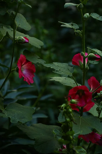 Délicates Fleurs Jardin Rose Flou Abstrait Soft Focus — Photo