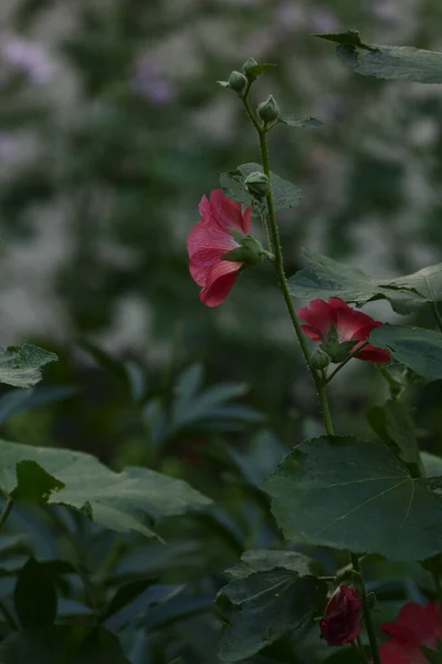 Λεπτή Ροζ Λουλούδια Στον Κήπο Θολή Αφηρημένη Απαλή Εστίαση — Φωτογραφία Αρχείου