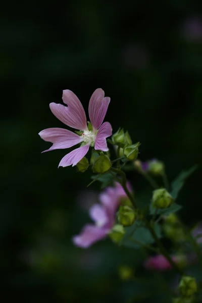 분홍색 정원의 추상적 부드러운 — 스톡 사진