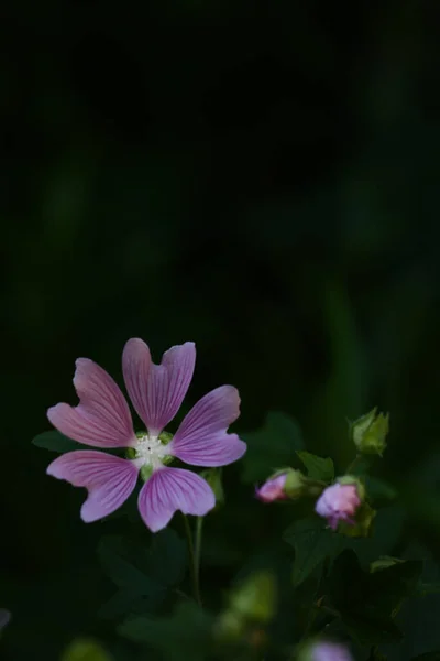 Délicates Fleurs Jardin Rose Flou Abstrait Soft Focus — Photo