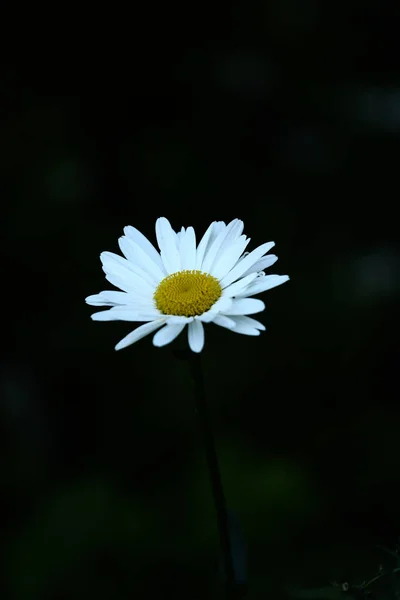 Prästkragar Närbild Sommar Mjuk Fokus Naturlig Bakgrund — Stockfoto