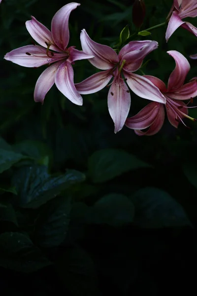 ピンクの明るい虎のユリ ジューシーで鋭い花の背景 夏のソフトフォーカス — ストック写真
